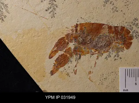 Dokumentasi YPM IP 031949 dengan identifikasi pada sumber Palaeastacus fuciformis. Isi dan label gambar dipertahankan.