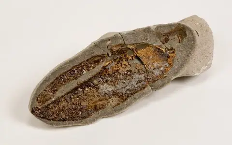 Dokumentasi YPM IP 038588 dengan identifikasi pada sumber Homarus americanus. Isi dan label gambar dipertahankan.