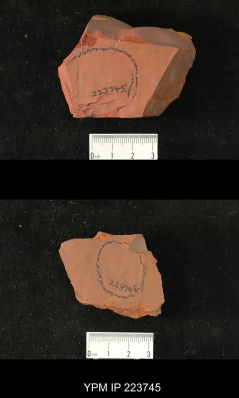 Dokumentasi YPM IP 223745 dengan identifikasi pada sumber Labradorocoleus carpenteri. Isi dan label gambar dipertahankan.