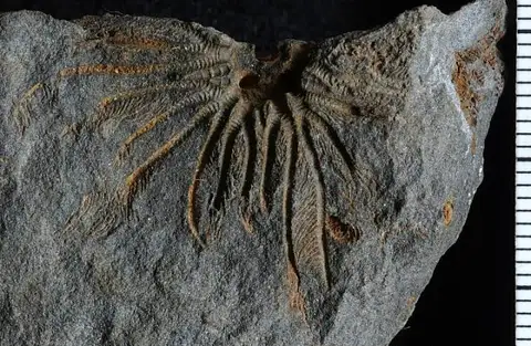 Dokumentasi USNM PAL90068 dengan identifikasi pada sumber Gilbertsocrinus intersculptus. Isi dan label gambar dipertahankan.