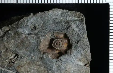 Dokumentasi USNM PAL90069 dengan identifikasi pada sumber Gilbertsocrinus rarispinus. Isi dan label gambar dipertahankan.