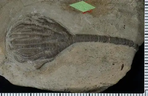 Dokumentasi USNM PAL26379 dengan identifikasi pada sumber Eutaxocrinus whiteavesi. Isi dan label gambar dipertahankan.