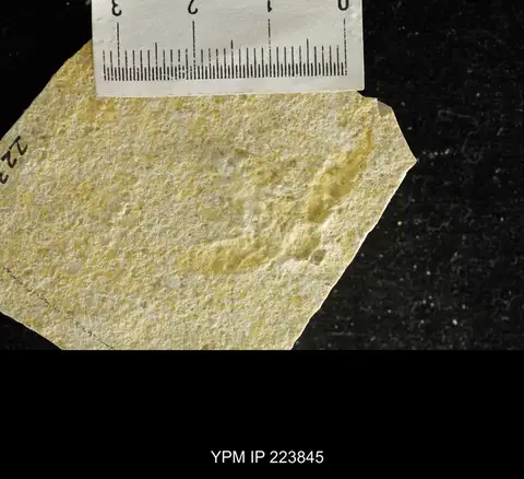 Dokumentasi YPM IP 223845 dengan identifikasi pada sumber Lithoblatta lithophila. Isi dan label gambar dipertahankan.