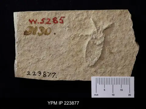 Dokumentasi YPM IP 223877 dengan identifikasi pada sumber Mesonepa primordialis. Isi dan label gambar dipertahankan.