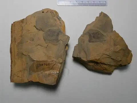 Dokumentasi USNM PAL170365 dengan identifikasi pada sumber Madera mamayi. Isi dan label gambar dipertahankan.