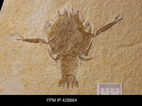 Dokumentasi YPM IP 428864 dengan identifikasi pada sumber Eryon arctiformis. Isi dan label gambar dipertahankan.