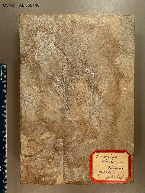 Dokumentasi USNM PAL358140 dengan identifikasi pada sumber Cancrinos claviger. Isi dan label gambar dipertahankan.