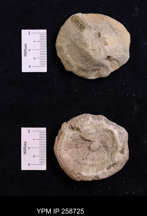 Dokumentasi YPM IP 258725 dengan identifikasi pada sumber Balanophyllia calyculus. Isi dan label gambar dipertahankan.