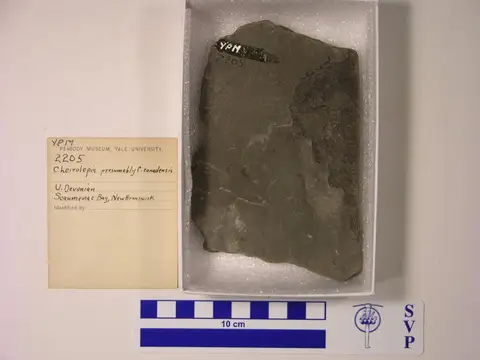 Dokumentasi YPM VP 002205 dengan identifikasi pada sumber Cheirolepis canadensis. Isi dan label gambar dipertahankan.