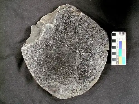 Dokumentasi USNM PAL391949 dengan identifikasi pada sumber Tanypterichthys pridensis. Isi dan label gambar dipertahankan.