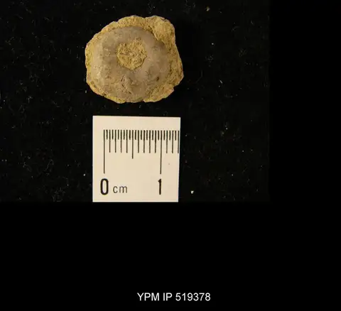 Dokumentasi YPM IP 519378 dengan identifikasi pada sumber Erisocrinus typus. Isi dan label gambar dipertahankan.