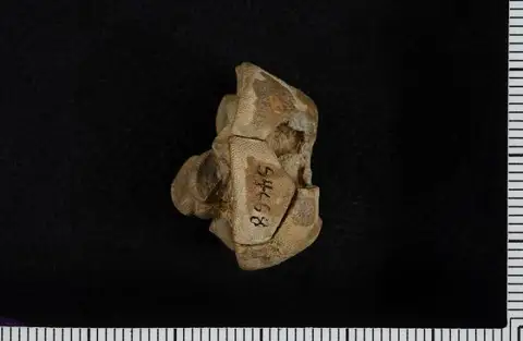 Dokumentasi USNM S4668 dengan identifikasi pada sumber Allosocrinus bronaughi. Isi dan label gambar dipertahankan.
