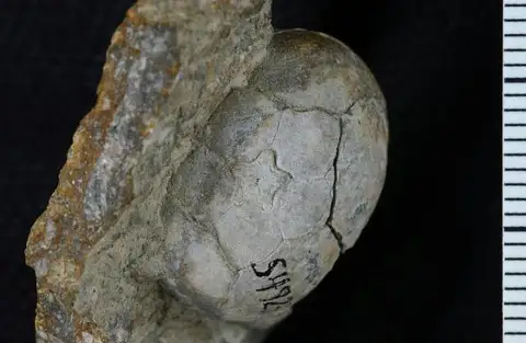 Dokumentasi USNM S4923 dengan identifikasi pada sumber Polusocrinus rosa. Isi dan label gambar dipertahankan.