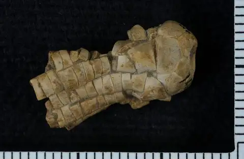 Dokumentasi USNM PAL140917 dengan identifikasi pada sumber Apographiocrinus typicalis. Isi dan label gambar dipertahankan.