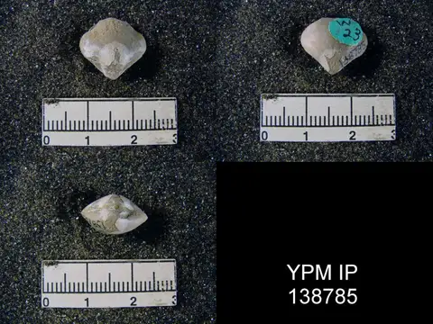 Dokumentasi YPM IP 138785 dengan identifikasi pada sumber Martinia elongata. Isi dan label gambar dipertahankan.