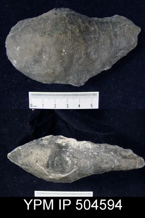 Dokumentasi YPM IP 504594 dengan identifikasi pada sumber Gigantoproductus giganteus. Isi dan label gambar dipertahankan.