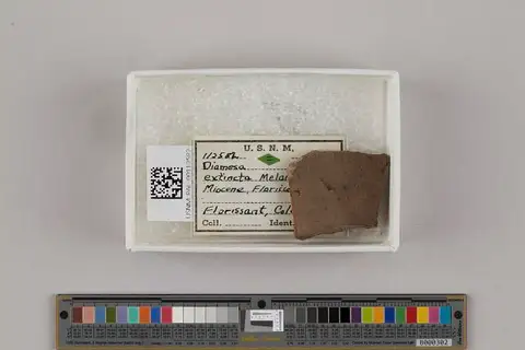 Dokumentasi USNM PAL112582 dengan identifikasi pada sumber Diamesa extincta. Isi dan label gambar dipertahankan.