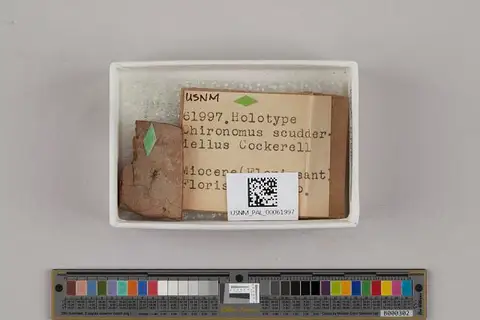 Dokumentasi USNM PAL61997 dengan identifikasi pada sumber Chironomus scudderiellus. Isi dan label gambar dipertahankan.
