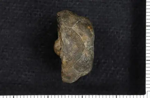 Dokumentasi USNM PAL140997 dengan identifikasi pada sumber Cibolocrinus tumidus. Isi dan label gambar dipertahankan.