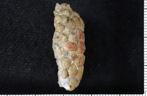 Dokumentasi USNM PAL141190 dengan identifikasi pada sumber Megaliocrinus aplatus. Isi dan label gambar dipertahankan.