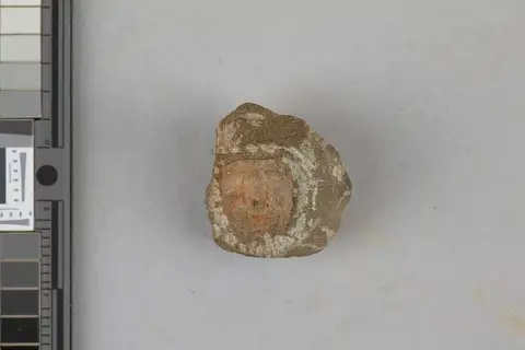 Dokumentasi USNM PAL73716 dengan identifikasi pada sumber Tetracarcinus subquadratus. Isi dan label gambar dipertahankan.