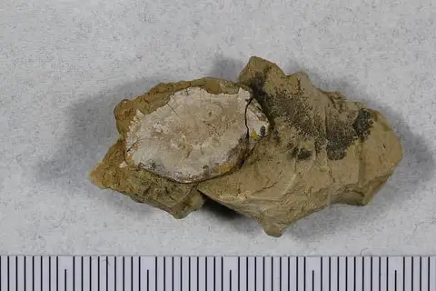 Dokumentasi USNM PAL618307 dengan identifikasi pada sumber Callinectes reticulatus. Isi dan label gambar dipertahankan.