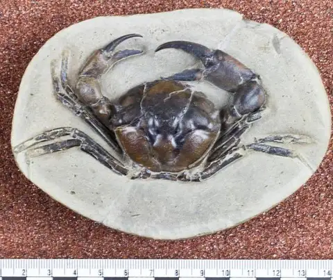 Dokumentasi USNM PAL618242 dengan identifikasi pada sumber Pulalius vulgaris. Isi dan label gambar dipertahankan.