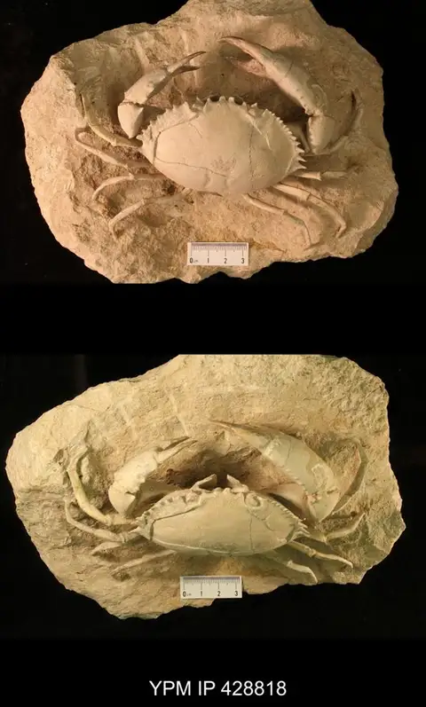 Dokumentasi YPM IP 428818 dengan identifikasi pada sumber Harpactocarcinus punctulatus. Isi dan label gambar dipertahankan.