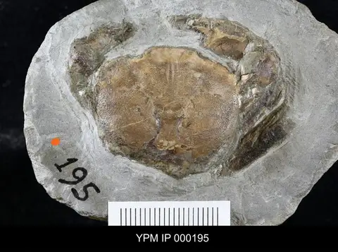 Dokumentasi YPM IP 000195 dengan identifikasi pada sumber Branchioplax washingtoniana. Isi dan label gambar dipertahankan.