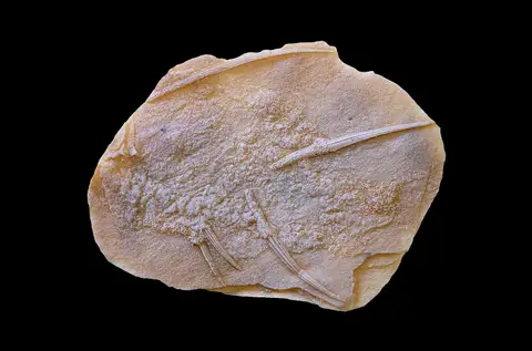 Dokumentasi P 159839 dengan identifikasi pada sumber Culmacanthus stewarti. Isi dan label gambar dipertahankan.