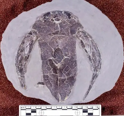 Dokumentasi USNM PAL265266 dengan identifikasi pada sumber Bothriolepis canadensis. Isi dan label gambar dipertahankan.