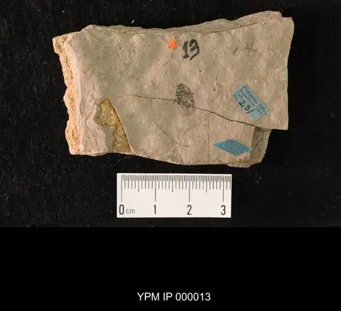 Dokumentasi YPM IP 000013 dengan identifikasi pada sumber Aphodius laminicola. Isi dan label gambar dipertahankan.