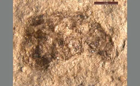 Dokumentasi USNM PAL90400C dengan identifikasi pada sumber Oligobruchus florissantensis. Isi dan label gambar dipertahankan.