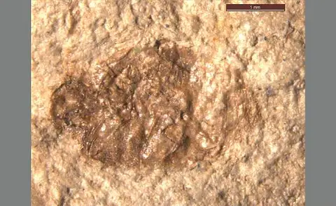 Dokumentasi USNM PAL90405 dengan identifikasi pada sumber Oligobruchus scudderi. Isi dan label gambar dipertahankan.