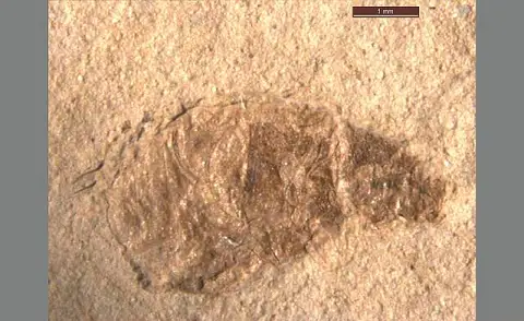 Dokumentasi USNM PAL90403 dengan identifikasi pada sumber Oligobruchus haywardi. Isi dan label gambar dipertahankan.