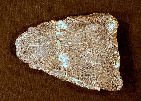Dokumentasi USNM V22576 dengan identifikasi pada sumber Greererpeton burkemorani. Isi dan label gambar dipertahankan.