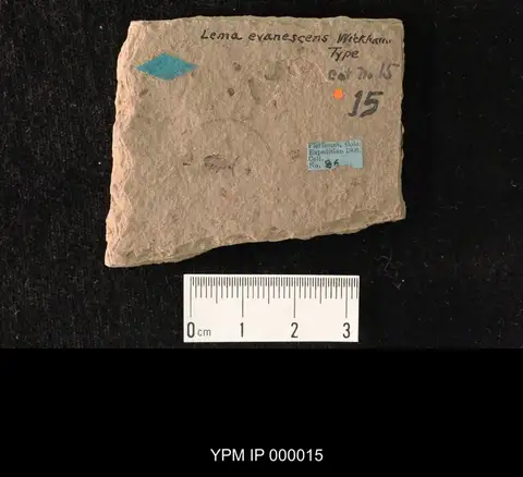 Dokumentasi YPM IP 000015 dengan identifikasi pada sumber Lema evanescens. Isi dan label gambar dipertahankan.