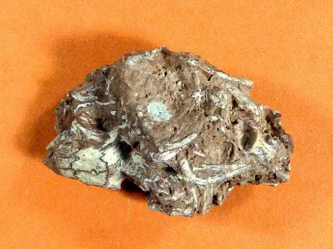 Dokumentasi USNM V8892 dengan identifikasi pada sumber Brachydectes newberryi. Isi dan label gambar dipertahankan.