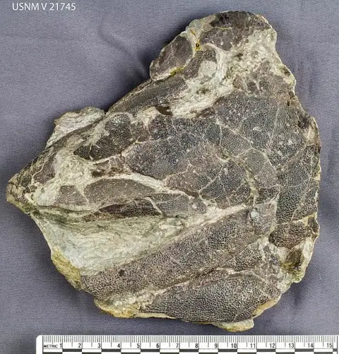 Dokumentasi USNM V21745 dengan identifikasi pada sumber Eusthenopteron foordi. Isi dan label gambar dipertahankan.