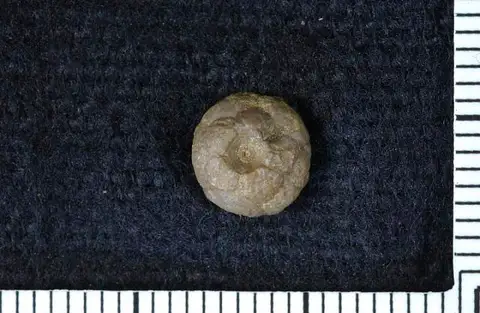 Dokumentasi USNM PAL141041 dengan identifikasi pada sumber Perimestocrinus teneris. Isi dan label gambar dipertahankan.