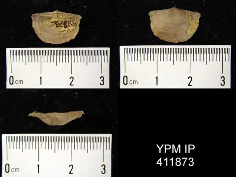 Dokumentasi YPM IP 411873 dengan identifikasi pada sumber Chonetes flemingi. Isi dan label gambar dipertahankan.