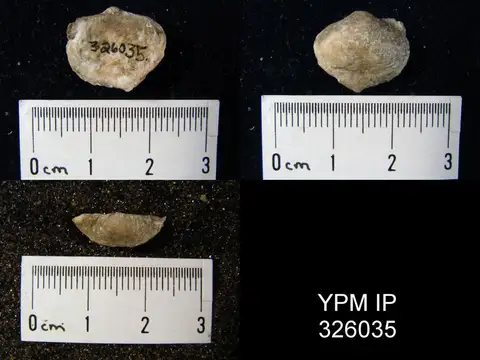 Dokumentasi YPM IP 326035 dengan identifikasi pada sumber Marginifera juresanensis. Isi dan label gambar dipertahankan.