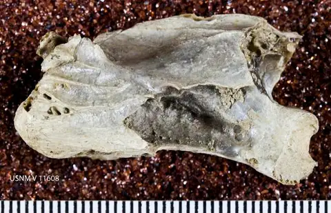 Dokumentasi USNM V11608 dengan identifikasi pada sumber Cygnus paloregonus. Isi dan label gambar dipertahankan.