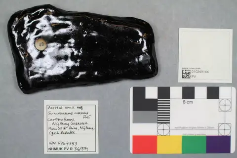 Dokumentasi PV R 36971 dengan identifikasi pada sumber Scincosaurus crassus. Isi dan label gambar dipertahankan.
