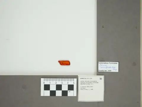 Dokumentasi PI II 1104 dengan identifikasi pada sumber Lasius schiefferdeckeri. Isi dan label gambar dipertahankan.