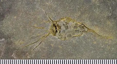 Dokumentasi USNM PAL595079 dengan identifikasi pada sumber Ctenocystis utahensis. Isi dan label gambar dipertahankan.