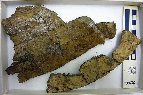 Dokumentasi USNM PAL412109 dengan identifikasi pada sumber Dollochelys coatesi. Isi dan label gambar dipertahankan.