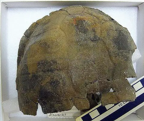 Dokumentasi USNM PAL412107 dengan identifikasi pada sumber Planetochelys savoiei. Isi dan label gambar dipertahankan.