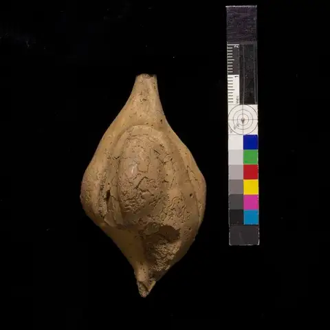 Dokumentasi USNM PAL207063 dengan identifikasi pada sumber Calyptraphorus jacksoni. Isi dan label gambar dipertahankan.