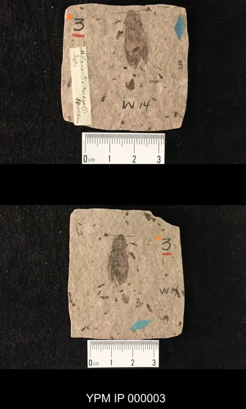 Dokumentasi YPM IP 000003 dengan identifikasi pada sumber Melanactes cockerelli. Isi dan label gambar dipertahankan.